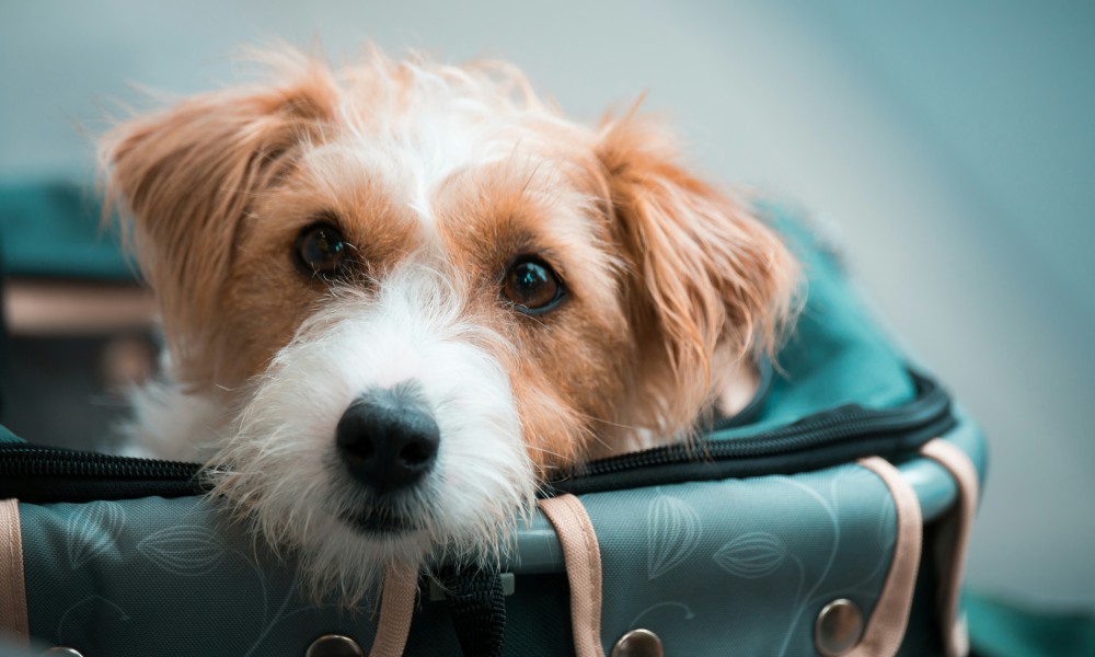 cani grossa taglia ita airways