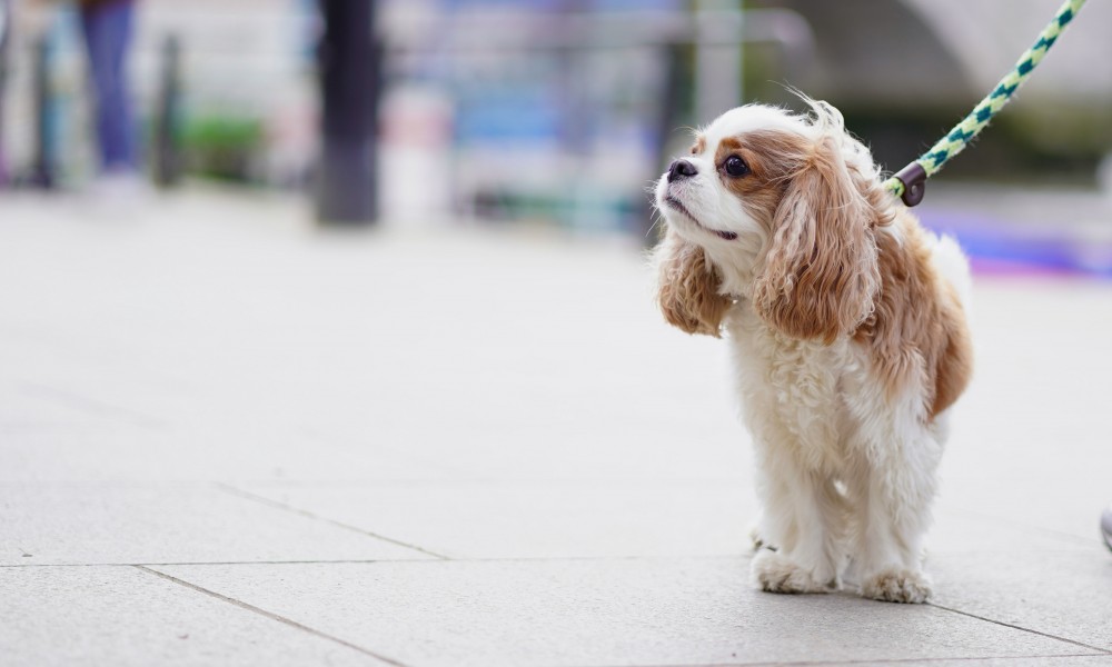 trasporto animali dat