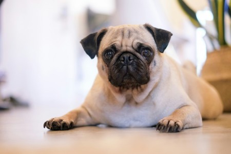 Brussels Airlines: viaggiare con animali domestici in cabina