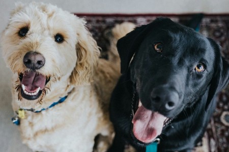 Come viaggiano i nostri amici animali con ITA Airways?