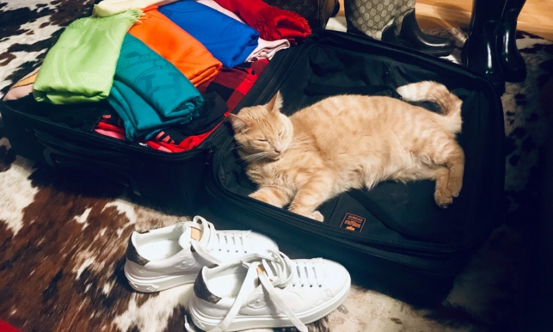 gatto aereo Aeroflot