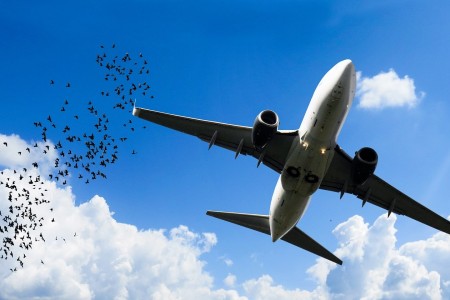 Bird strike in aumento, condannata Ryanair per volo in ritardo
