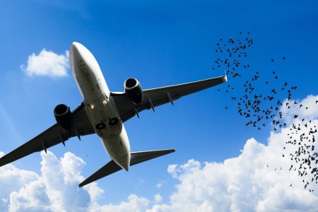Volo in ritardo per bird strike, Ryanair deve pagare 750 euro